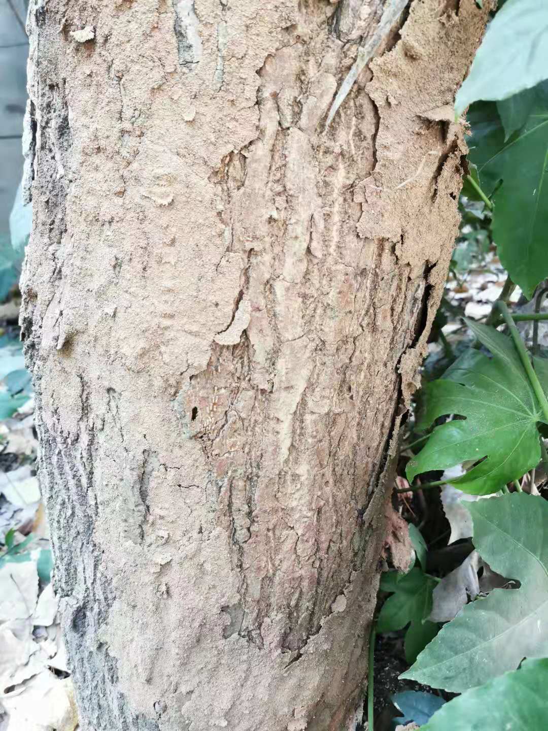 樟树也容易滋生白蚁:树上发现大量白蚁